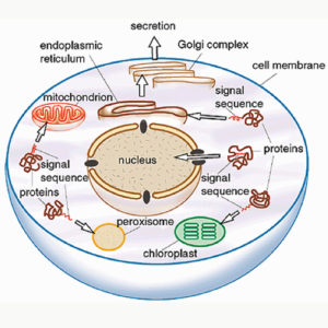 Non-invasive Laser Therapy