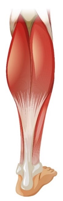 Trigenics Calve