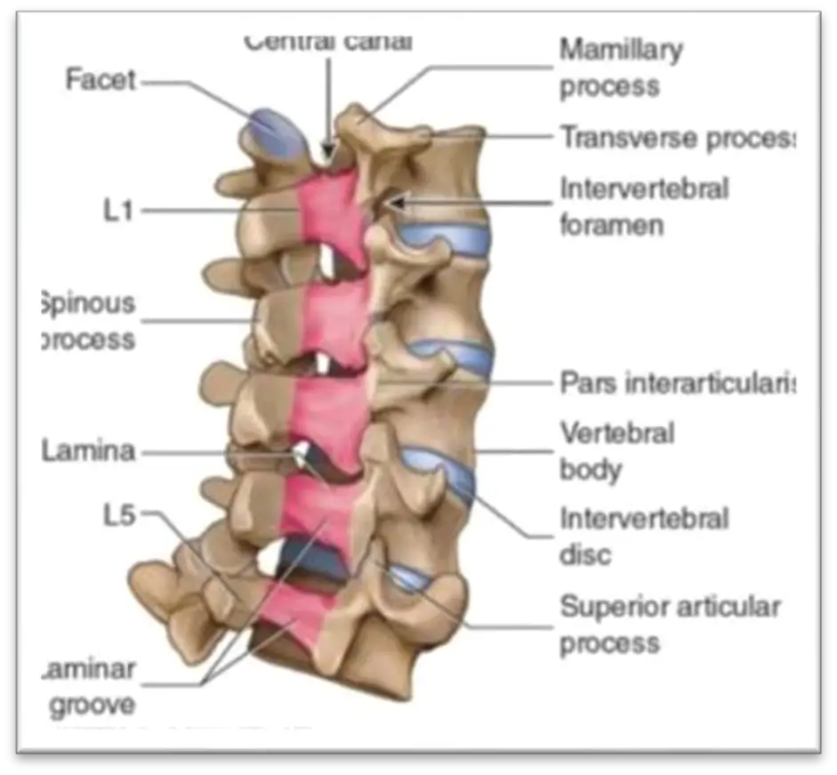 Surgical Decompression